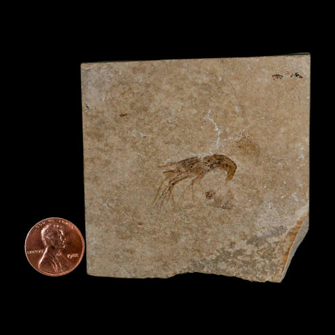 1" Fossil Shrimp Carpopenaeus Cretaceous Age 100 Mil Yrs Old Lebanon COA - Fossil Age Minerals