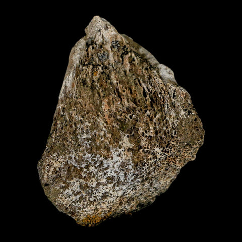 1.9" Brachylophosaurus Fossil Limb Bone Cretaceous Dinosaur Judith River FM MT COA - Fossil Age Minerals