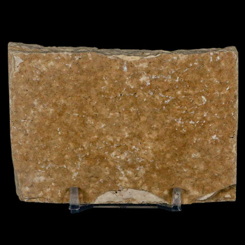 2.2" Diplomystus Dentatus Fossil Fish Green River FM WY Eocene Age COA, Stand - Fossil Age Minerals