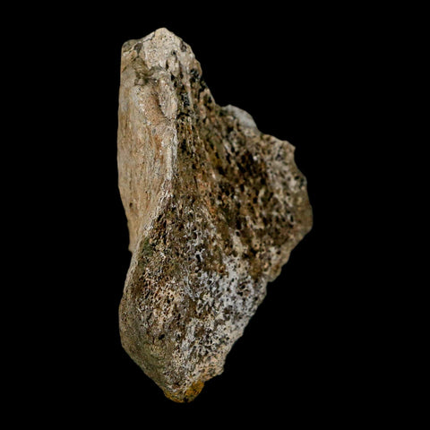 1.9" Brachylophosaurus Fossil Limb Bone Cretaceous Dinosaur Judith River FM MT COA - Fossil Age Minerals