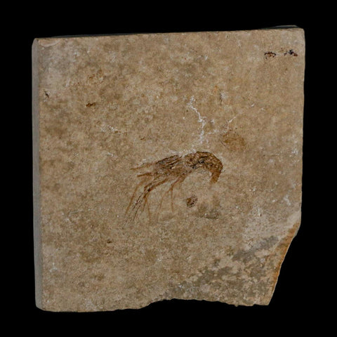 1" Fossil Shrimp Carpopenaeus Cretaceous Age 100 Mil Yrs Old Lebanon COA - Fossil Age Minerals