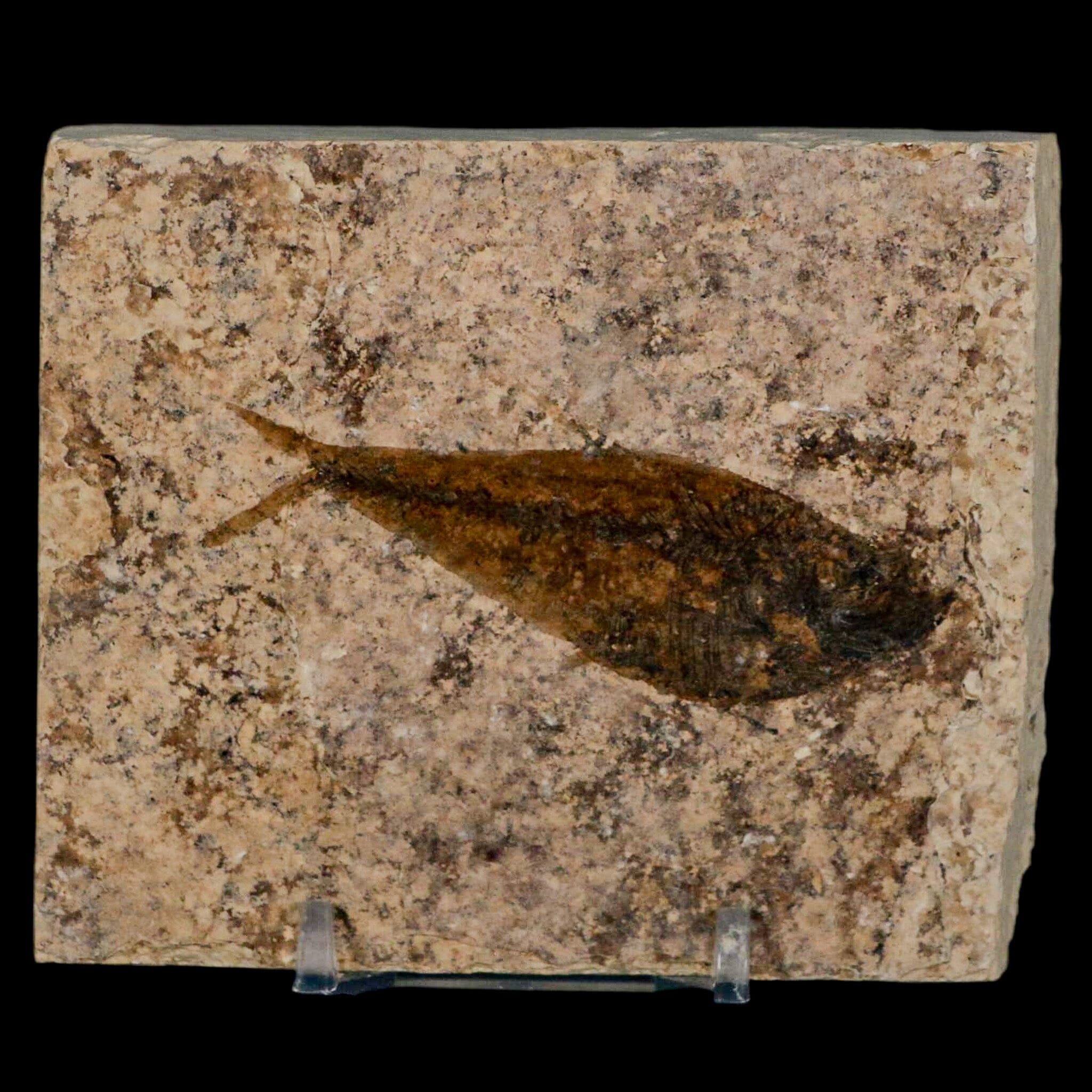 2.7" Diplomystus Dentatus Fossil Fish Green River FM WY Eocene Age COA, Stand - Fossil Age Minerals