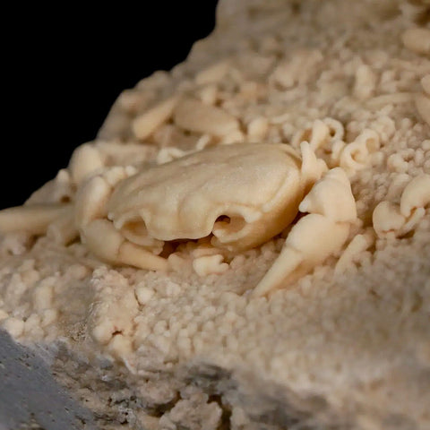 2" Potaman Sp Fossil Freshwater Crab In Travertine Denizli Basin Southwest Turkey - Fossil Age Minerals