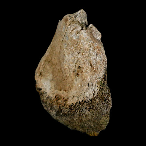 1.9" Brachylophosaurus Fossil Limb Bone Cretaceous Dinosaur Judith River FM MT COA - Fossil Age Minerals