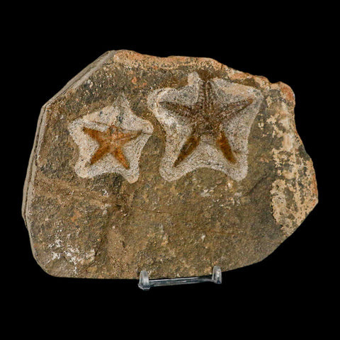 2 Two Brittlestar Petraster Starfish Fossil Ordovician Age Blekus Morocco COA Stand - Fossil Age Minerals