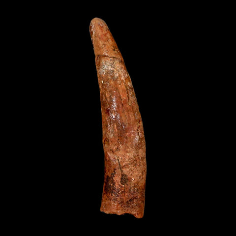 XL 1.7" Pterosaur Coloborhynchus Fossil Tooth Upper Cretaceous Morocco COA & Display - Fossil Age Minerals