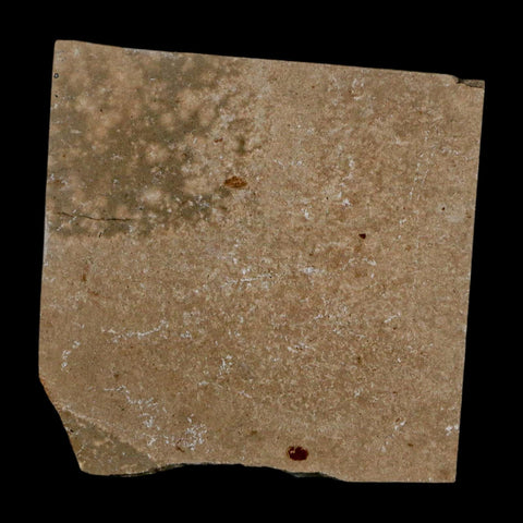 1" Fossil Shrimp Carpopenaeus Cretaceous Age 100 Mil Yrs Old Lebanon COA - Fossil Age Minerals