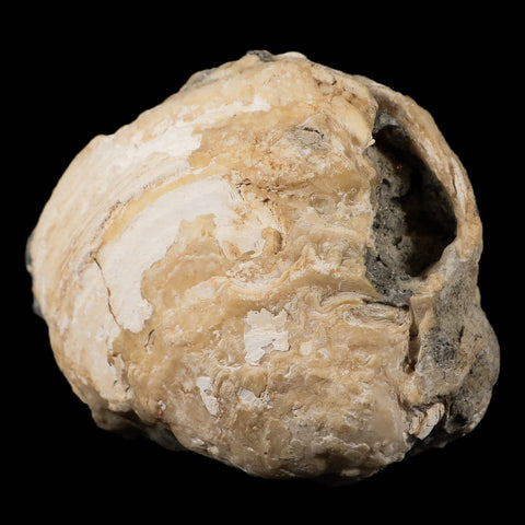 4.8" Mercenaria Permagna Clam Fossil Golden Calcite Crystal Rucks Pit Florida - Fossil Age Minerals