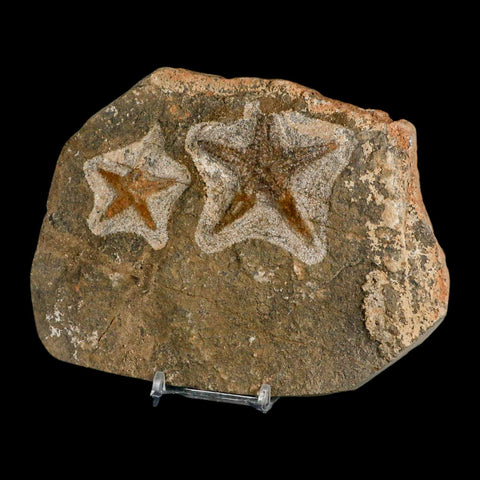 2 Two Brittlestar Petraster Starfish Fossil Ordovician Age Blekus Morocco COA Stand - Fossil Age Minerals
