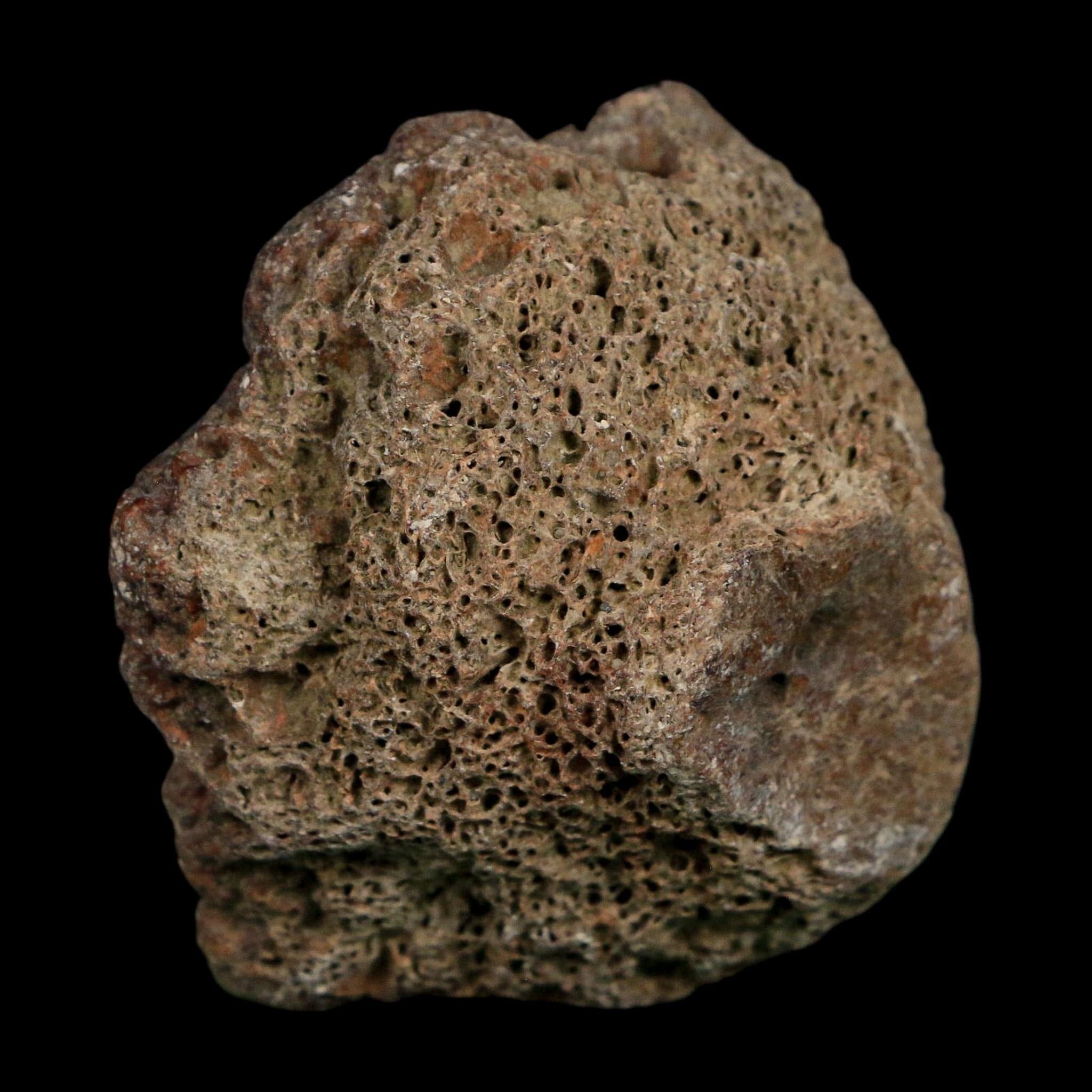 2" Glyptodon Fossil Osteoderm Scute Plate Bony Armor Pleistocene Uruguay COA - Fossil Age Minerals