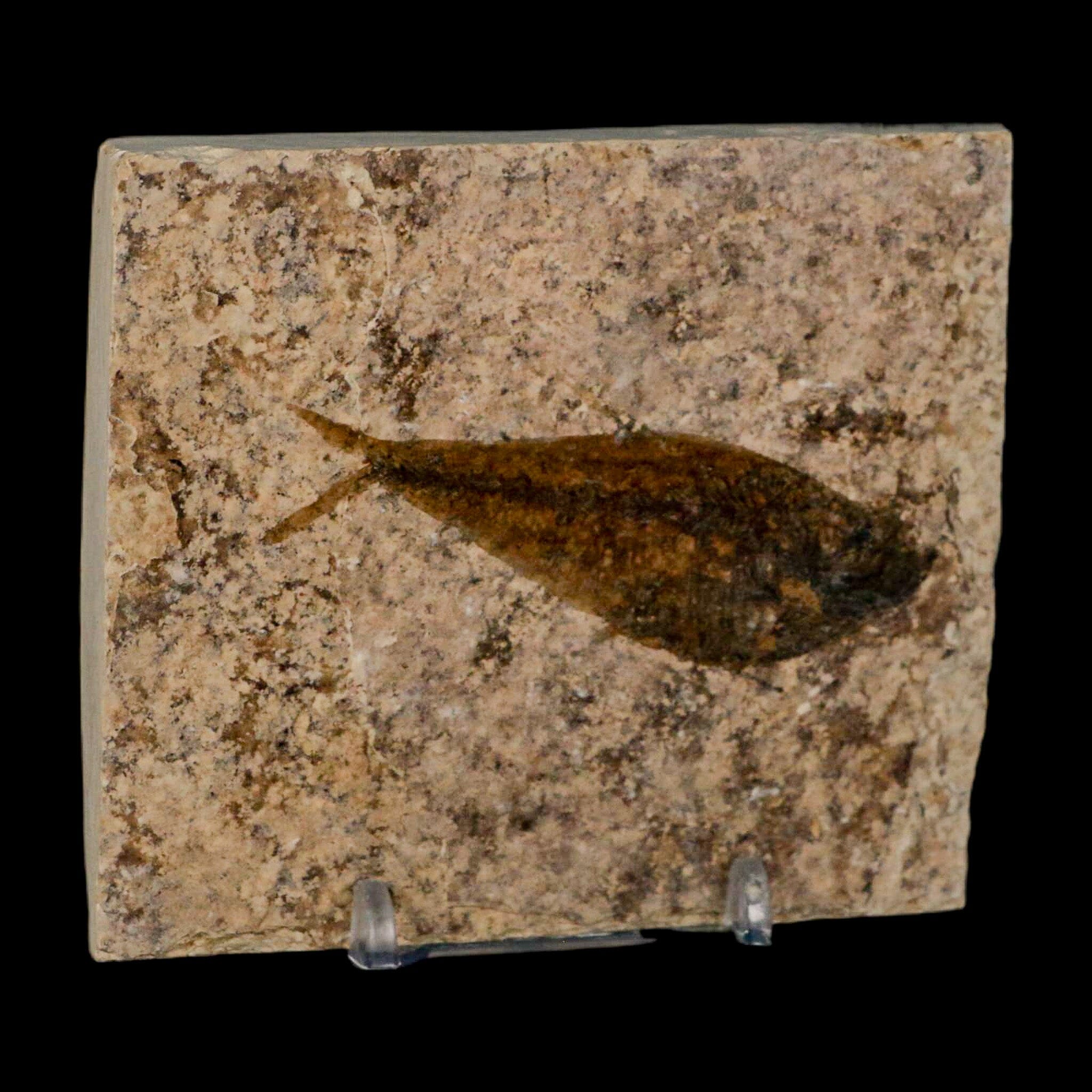 2.7" Diplomystus Dentatus Fossil Fish Green River FM WY Eocene Age COA, Stand - Fossil Age Minerals