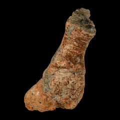 Pachycephalosaurus Collection
