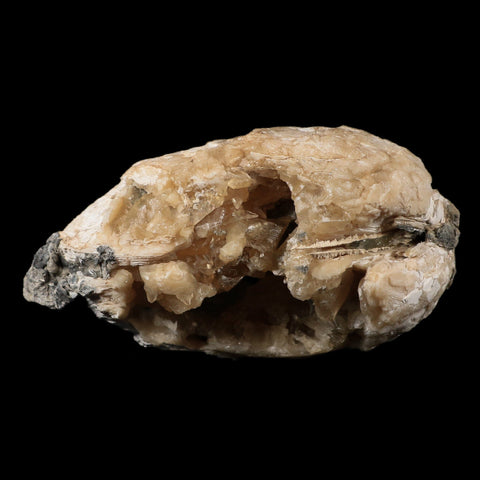 4.8" Mercenaria Permagna Clam Fossil Golden Calcite Crystal Rucks Pit Florida - Fossil Age Minerals