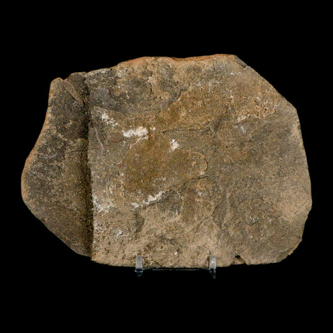 2 Two Brittlestar Petraster Starfish Fossil Ordovician Age Blekus Morocco COA Stand - Fossil Age Minerals