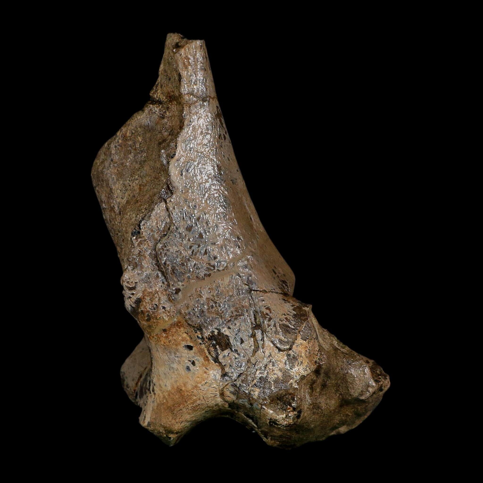 5.4" Hypacrosaurus Dinosaur Fossil Vertebrae Process Two Medicine FM Montana COA
