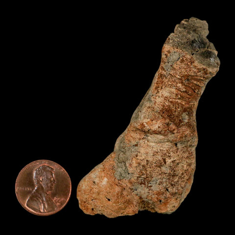 2.9" Pachycephalosaurus Fossil Vertebrae Process Montana Cretaceous Dinosaur COA - Fossil Age Minerals