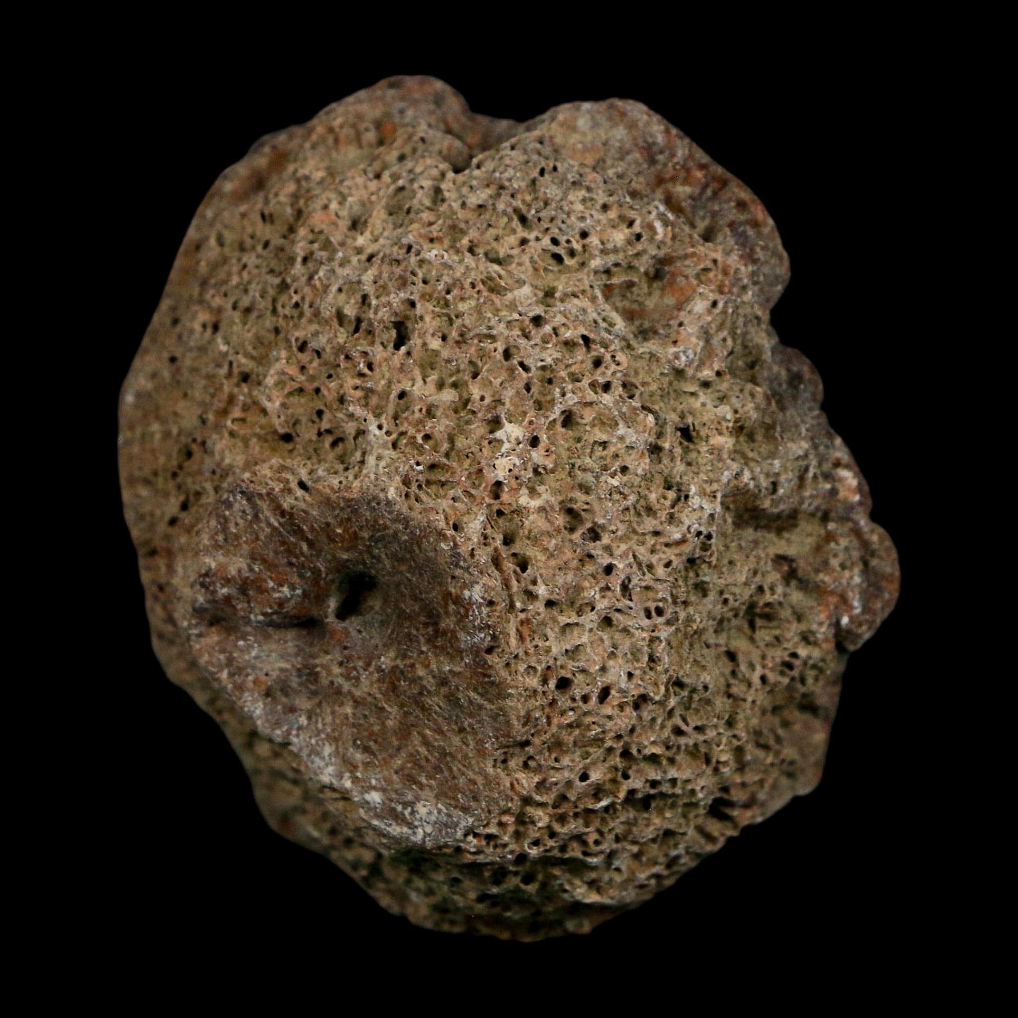 2" Glyptodon Fossil Osteoderm Scute Plate Bony Armor Pleistocene Uruguay COA - Fossil Age Minerals