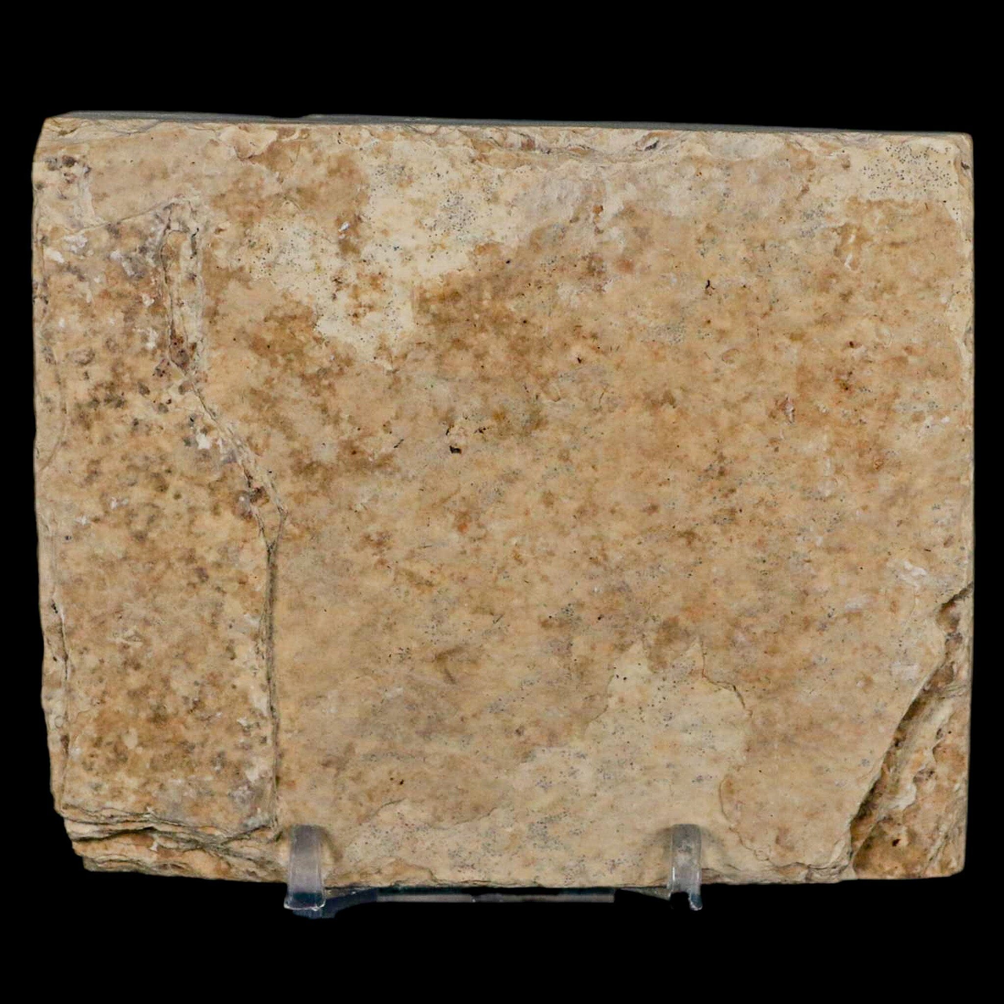 2.7" Diplomystus Dentatus Fossil Fish Green River FM WY Eocene Age COA, Stand - Fossil Age Minerals