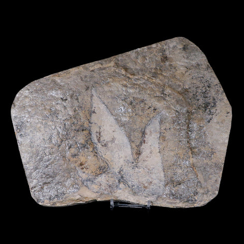 5.8" Coelophysis Dinosaurs Tracks Foot Prints Triassic Age Roussllion France Stand - Fossil Age Minerals