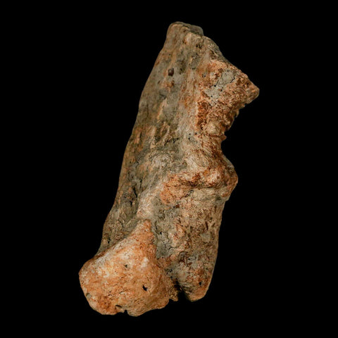 2.9" Pachycephalosaurus Fossil Vertebrae Process Montana Cretaceous Dinosaur COA - Fossil Age Minerals