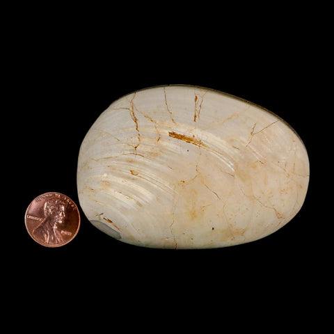 3" Clam Fossil Polished Jurassic Madagascar Bivalve Mollusk 150 Million Years Old - Fossil Age Minerals