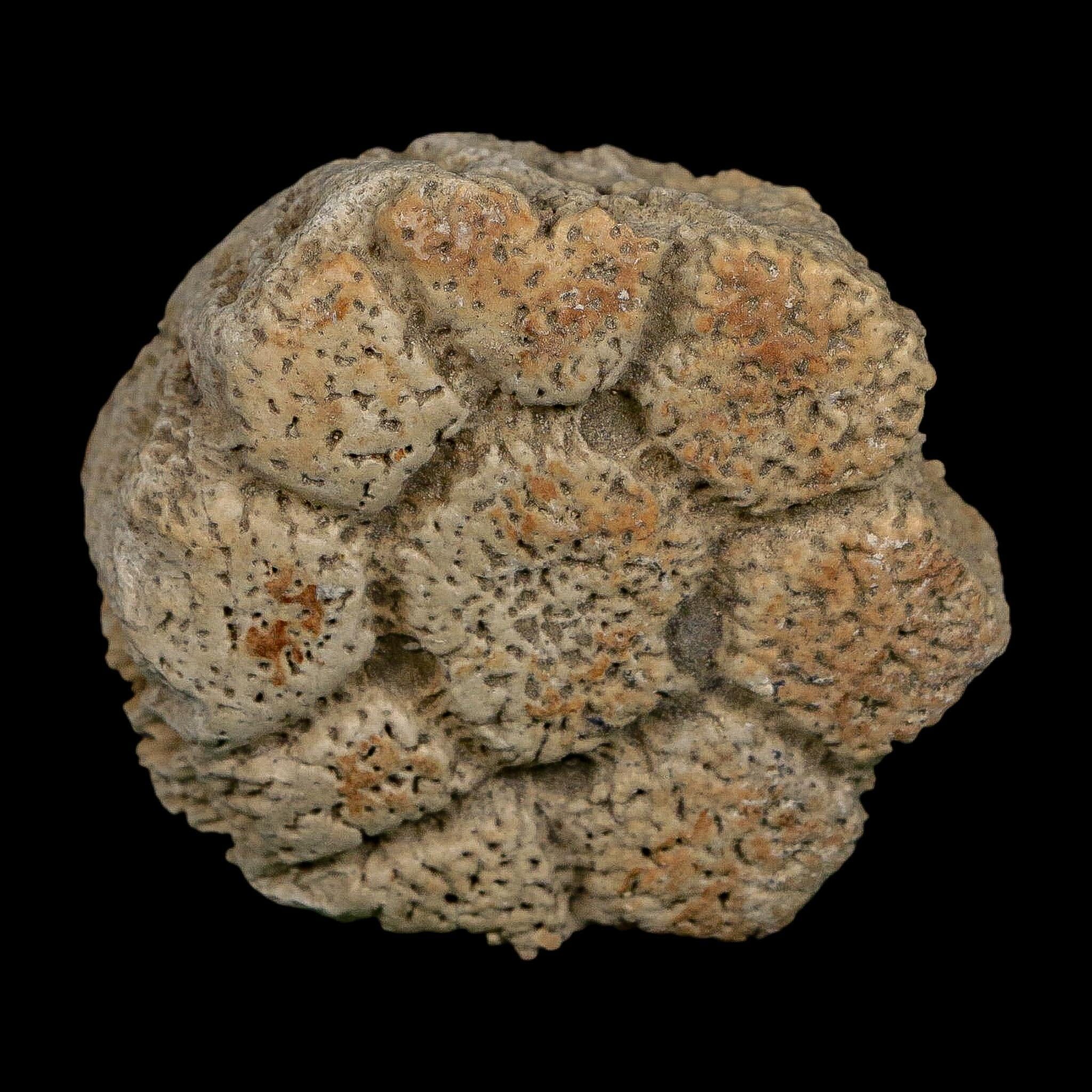 2.4" Glyptodon Fossil Osteoderm Scute Plate Bony Armor Pleistocene Uruguay COA - Fossil Age Minerals