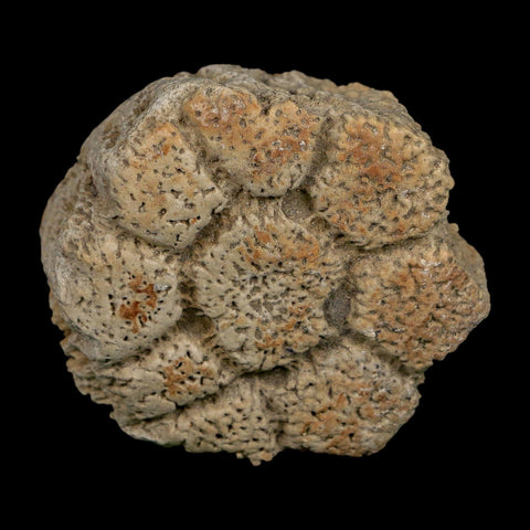 2.4" Glyptodon Fossil Osteoderm Scute Plate Bony Armor Pleistocene Uruguay COA - Fossil Age Minerals