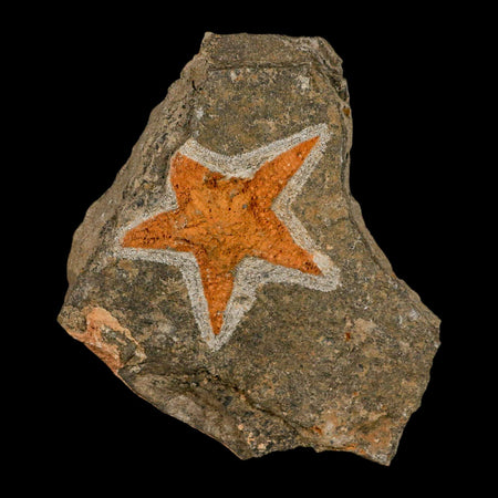 68MM Brittle Star Petraster Starfish Fossil Ordovician Age Blekus Morocco COA