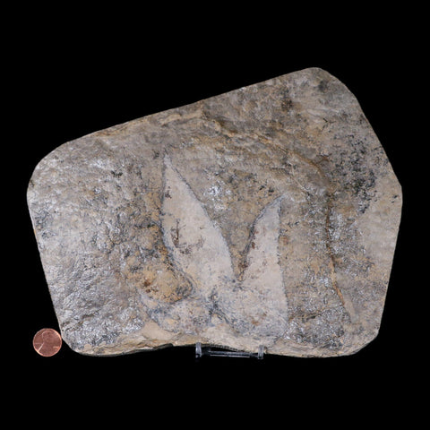 5.8" Coelophysis Dinosaurs Tracks Foot Prints Triassic Age Roussllion France Stand - Fossil Age Minerals