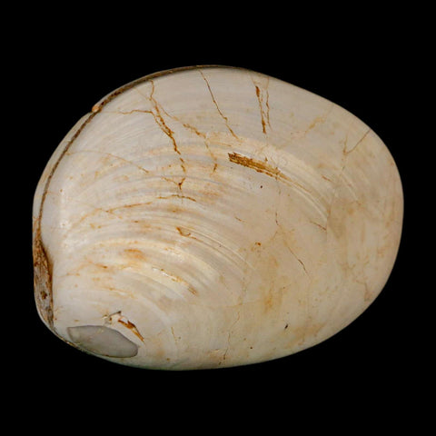 3" Clam Fossil Polished Jurassic Madagascar Bivalve Mollusk 150 Million Years Old - Fossil Age Minerals