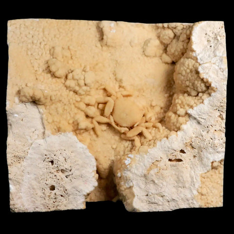 1.4" Potaman Sp Fossil Freshwater Crab In Travertine Denizli Basin Southwest Turkey - Fossil Age Minerals