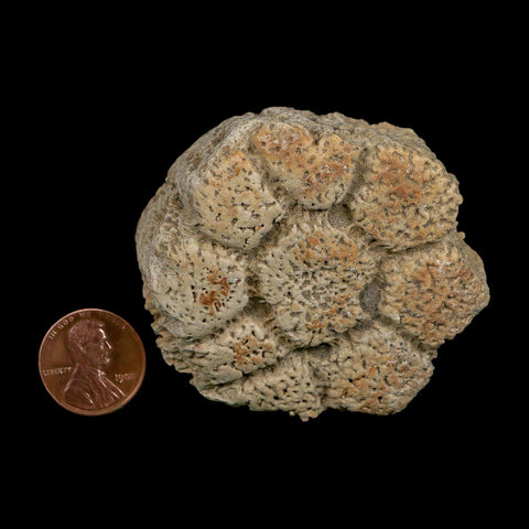 2.4" Glyptodon Fossil Osteoderm Scute Plate Bony Armor Pleistocene Uruguay COA - Fossil Age Minerals