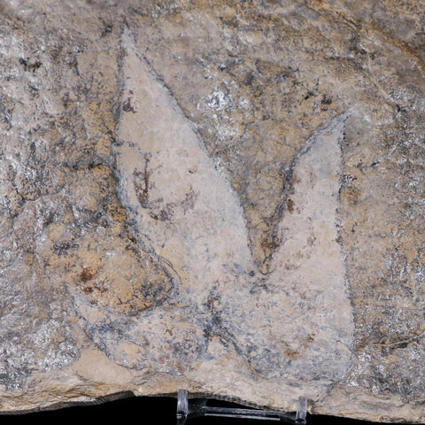 5.8" Coelophysis Dinosaurs Tracks Foot Prints Triassic Age Roussllion France Stand - Fossil Age Minerals