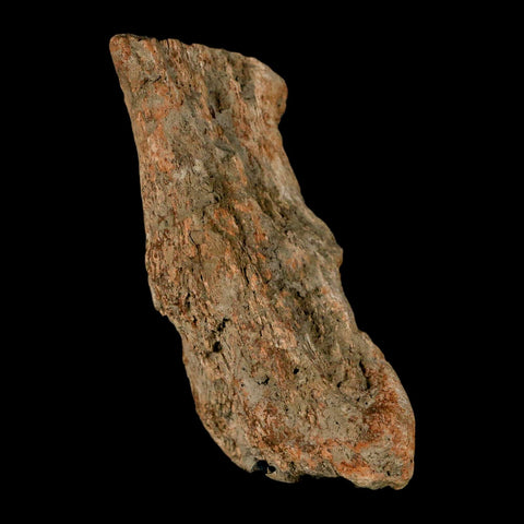 2.9" Pachycephalosaurus Fossil Vertebrae Process Montana Cretaceous Dinosaur COA - Fossil Age Minerals