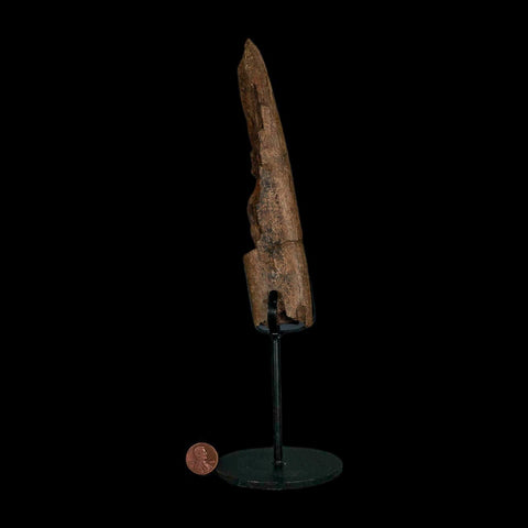 6.7" Triceratops Fossil Rib Bone Hell Creek FM Cretaceous Dinosaur MT COA Stand