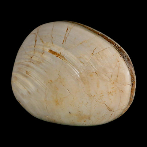 3" Clam Fossil Polished Jurassic Madagascar Bivalve Mollusk 150 Million Years Old - Fossil Age Minerals