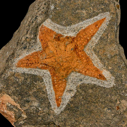 68MM Brittle Star Petraster Starfish Fossil Ordovician Age Blekus Morocco COA - Fossil Age Minerals