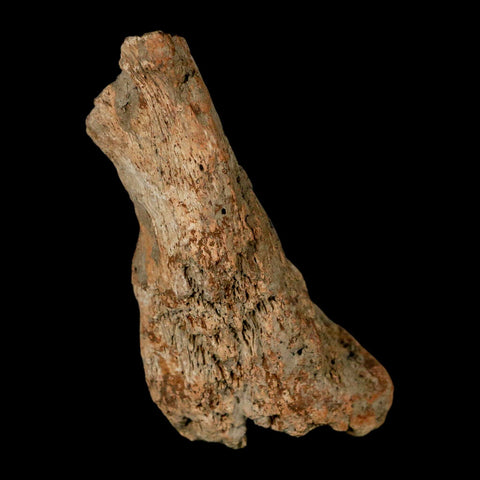 2.9" Pachycephalosaurus Fossil Vertebrae Process Montana Cretaceous Dinosaur COA - Fossil Age Minerals