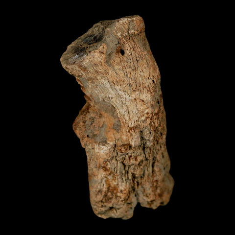 2.9" Pachycephalosaurus Fossil Vertebrae Process Montana Cretaceous Dinosaur COA - Fossil Age Minerals