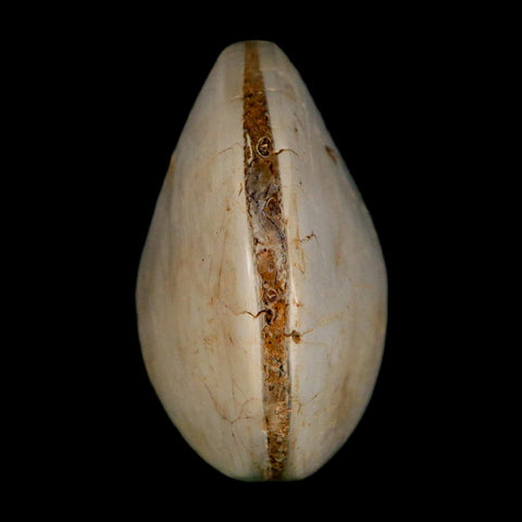 3" Clam Fossil Polished Jurassic Madagascar Bivalve Mollusk 150 Million Years Old - Fossil Age Minerals