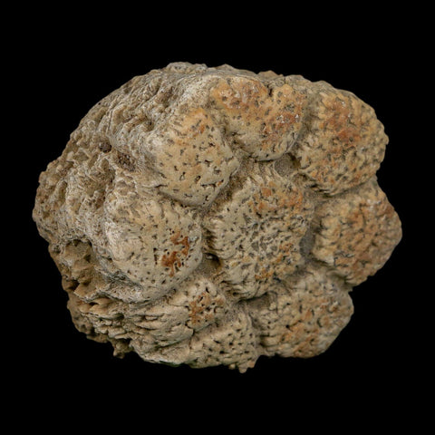 2.4" Glyptodon Fossil Osteoderm Scute Plate Bony Armor Pleistocene Uruguay COA - Fossil Age Minerals