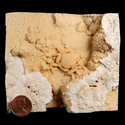 1.4" Potaman Sp Fossil Freshwater Crab In Travertine Denizli Basin Southwest Turkey - Fossil Age Minerals