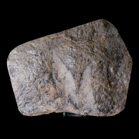 5.8" Coelophysis Dinosaurs Tracks Foot Prints Triassic Age Roussllion France Stand - Fossil Age Minerals