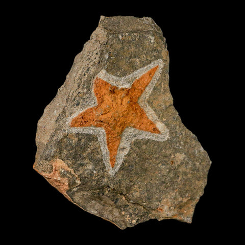 68MM Brittle Star Petraster Starfish Fossil Ordovician Age Blekus Morocco COA - Fossil Age Minerals