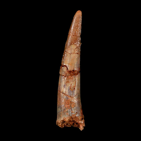 XL 1.9" Pterosaur Coloborhynchus Fossil Tooth Upper Cretaceous Morocco COA & Display - Fossil Age Minerals