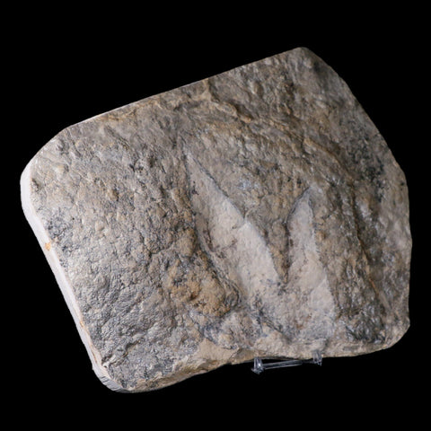 5.8" Coelophysis Dinosaurs Tracks Foot Prints Triassic Age Roussllion France Stand - Fossil Age Minerals