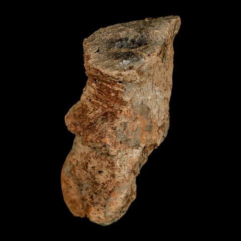 2.9" Pachycephalosaurus Fossil Vertebrae Process Montana Cretaceous Dinosaur COA - Fossil Age Minerals