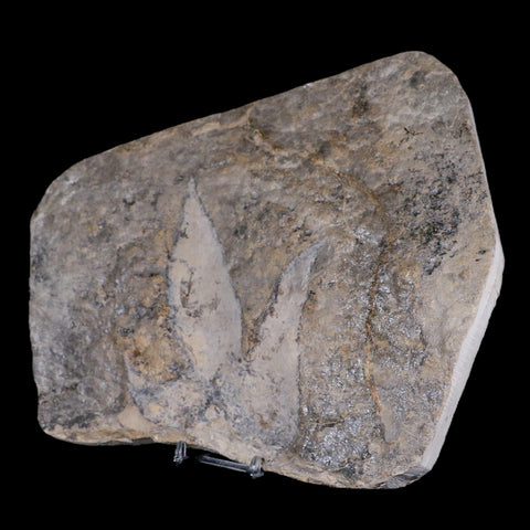 5.8" Coelophysis Dinosaurs Tracks Foot Prints Triassic Age Roussllion France Stand - Fossil Age Minerals