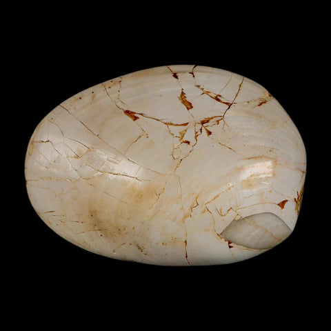 3" Clam Fossil Polished Jurassic Madagascar Bivalve Mollusk 150 Million Years Old - Fossil Age Minerals