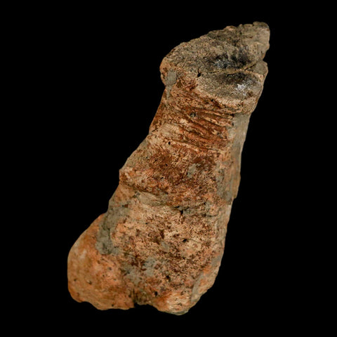 2.9" Pachycephalosaurus Fossil Vertebrae Process Montana Cretaceous Dinosaur COA - Fossil Age Minerals